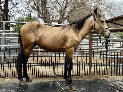 Yearling Buckskin Colt - Quarter Horse/Tennessee Walker Cross,Well-started groundwork