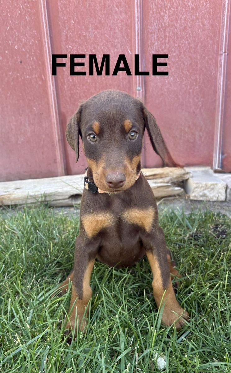 AKC Doberman Puppies