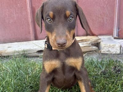 AKC Doberman Puppies