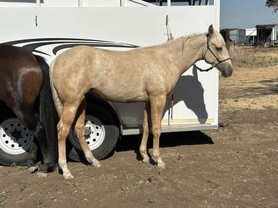 Yearling AQHA Filly, Nu Chex To Cash Bloodlines