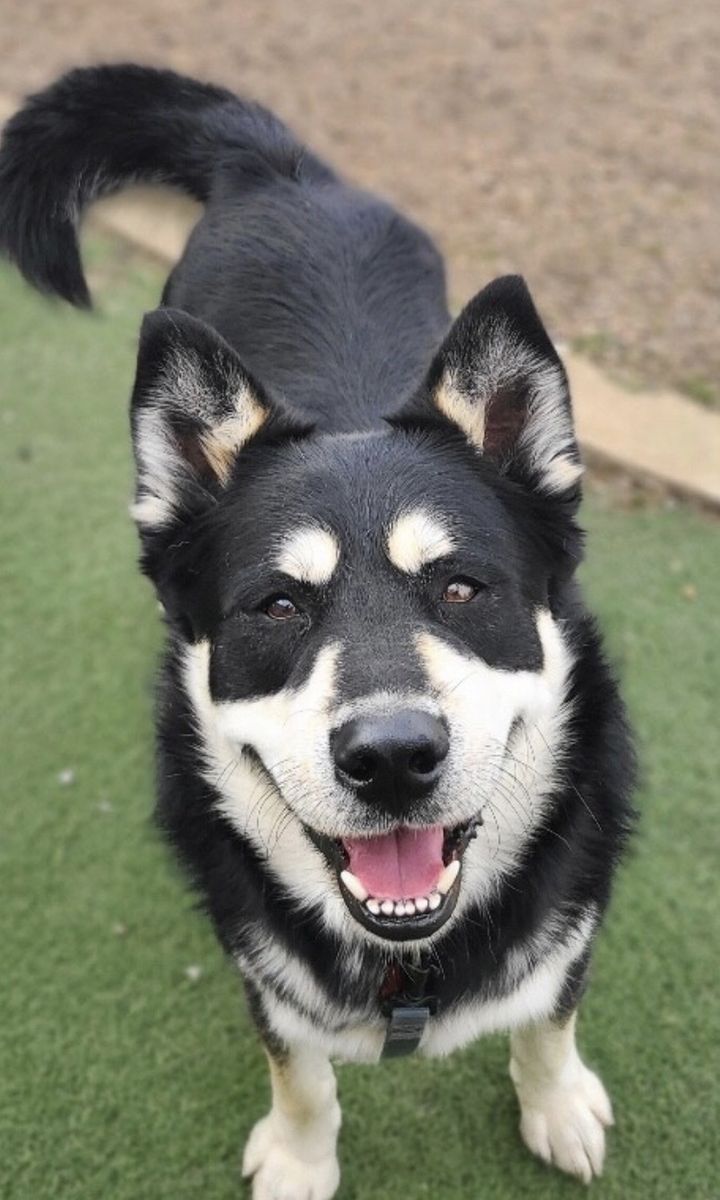 Sweet Husky Mix Looking For a Forever Home.