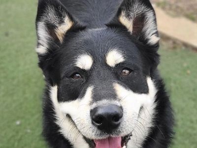 Sweet Husky Mix Looking For a Forever Home.