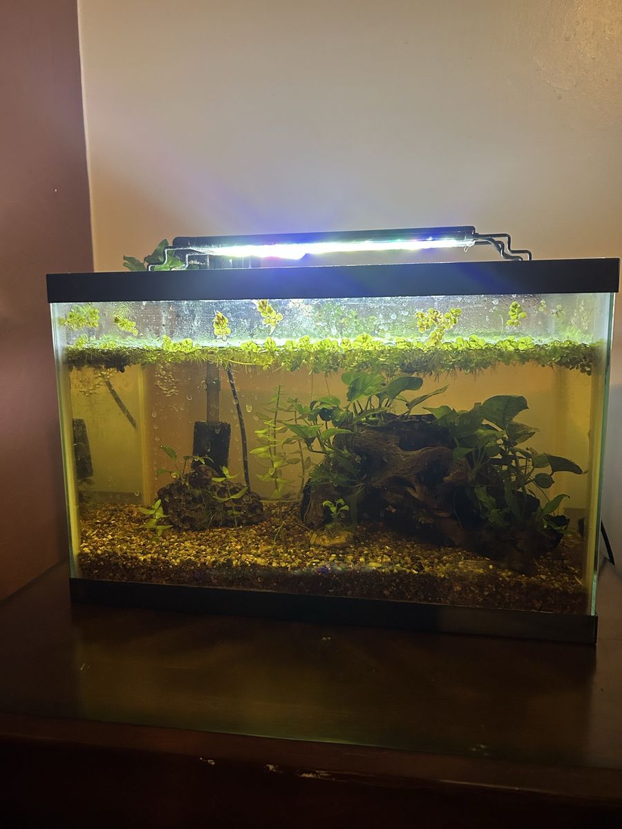Aquarium Fish Tank with Plants, Light, and Filter - Complete Set