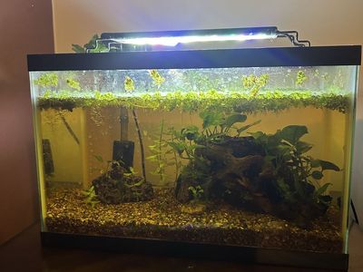 Aquarium Fish Tank with Plants, Light, and Filter - Complete Set