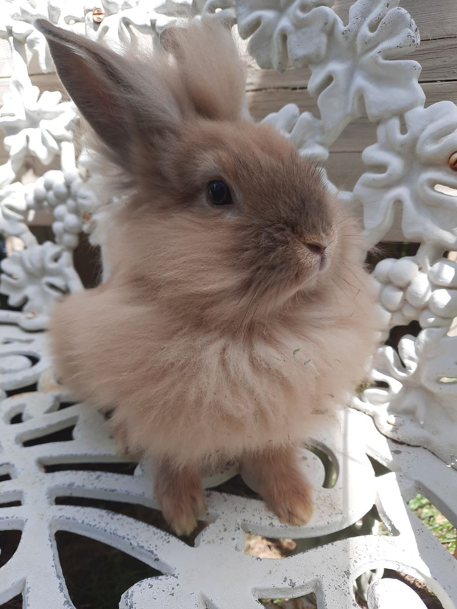 Bunny-Buck