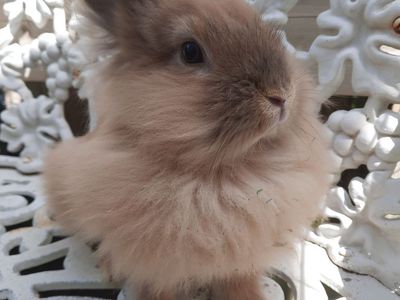 Bunny-Buck