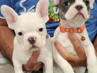 Adorable and Beautiful French Bulldog Puppies.REDUCED PRICE.see details