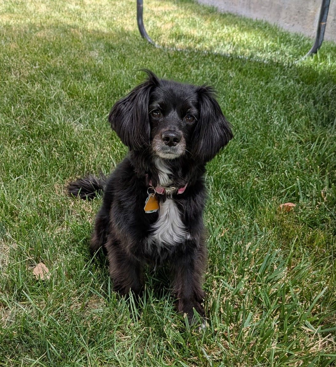 Full-time sweetheart. Tennis ball/toy chaser. Little Lady is ready for a new home.