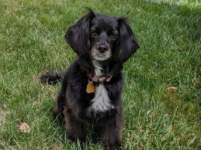 Full-time sweetheart. Tennis ball/toy chaser. Little Lady is ready for a new home.