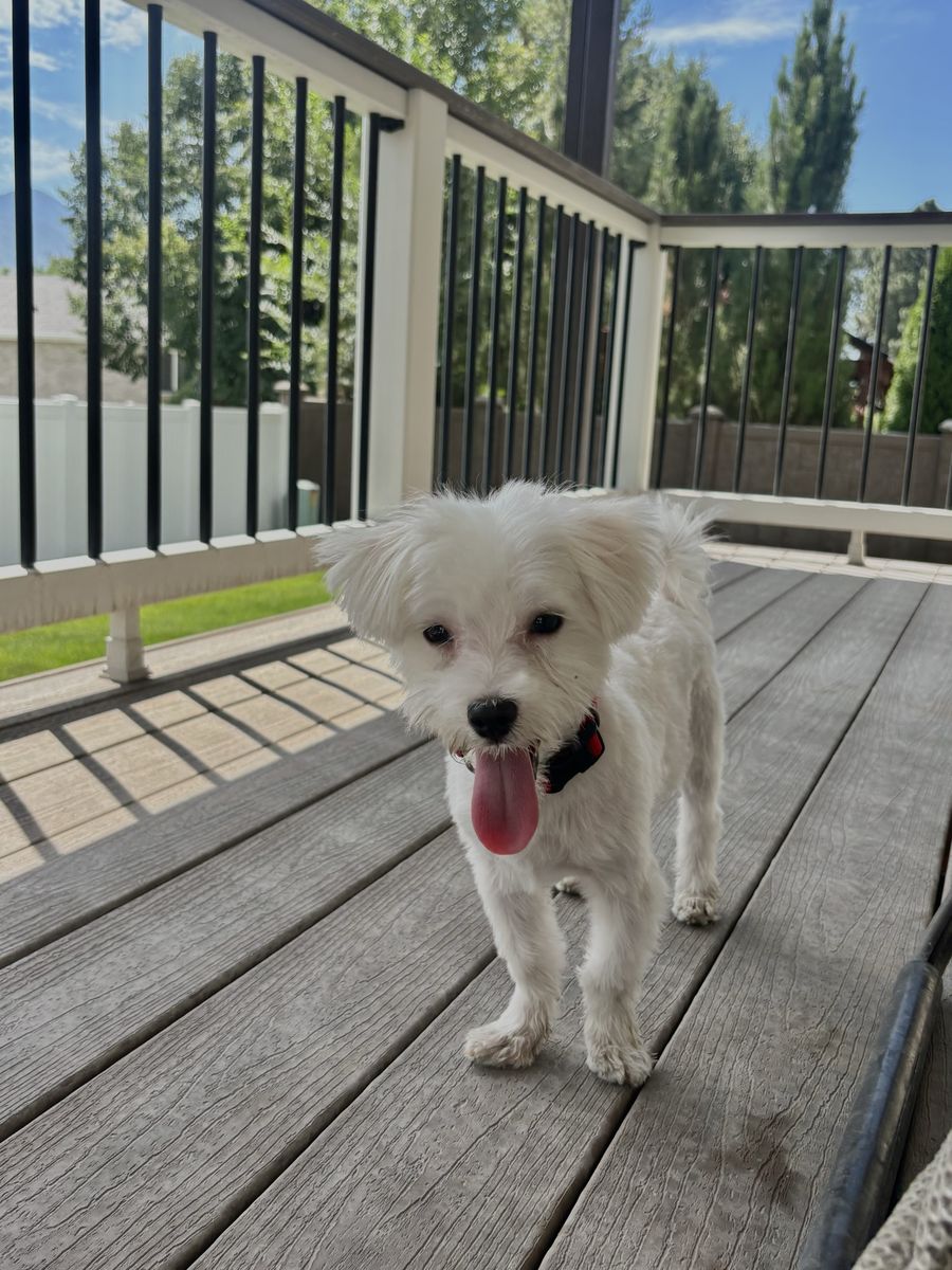 Maltese Puppy - White - Ready for a New Home