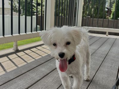 Maltese Puppy - White - Ready for a New Home
