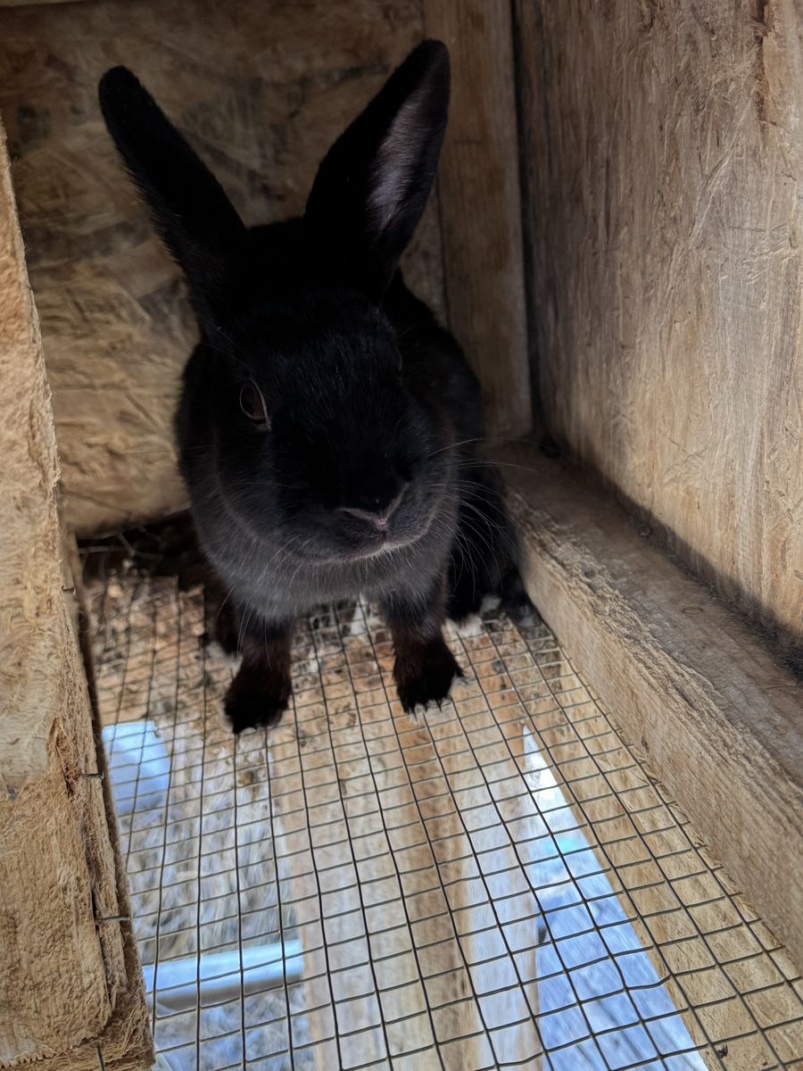 2 Female Rabbits and Hutch