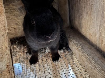 2 Female Rabbits and Hutch