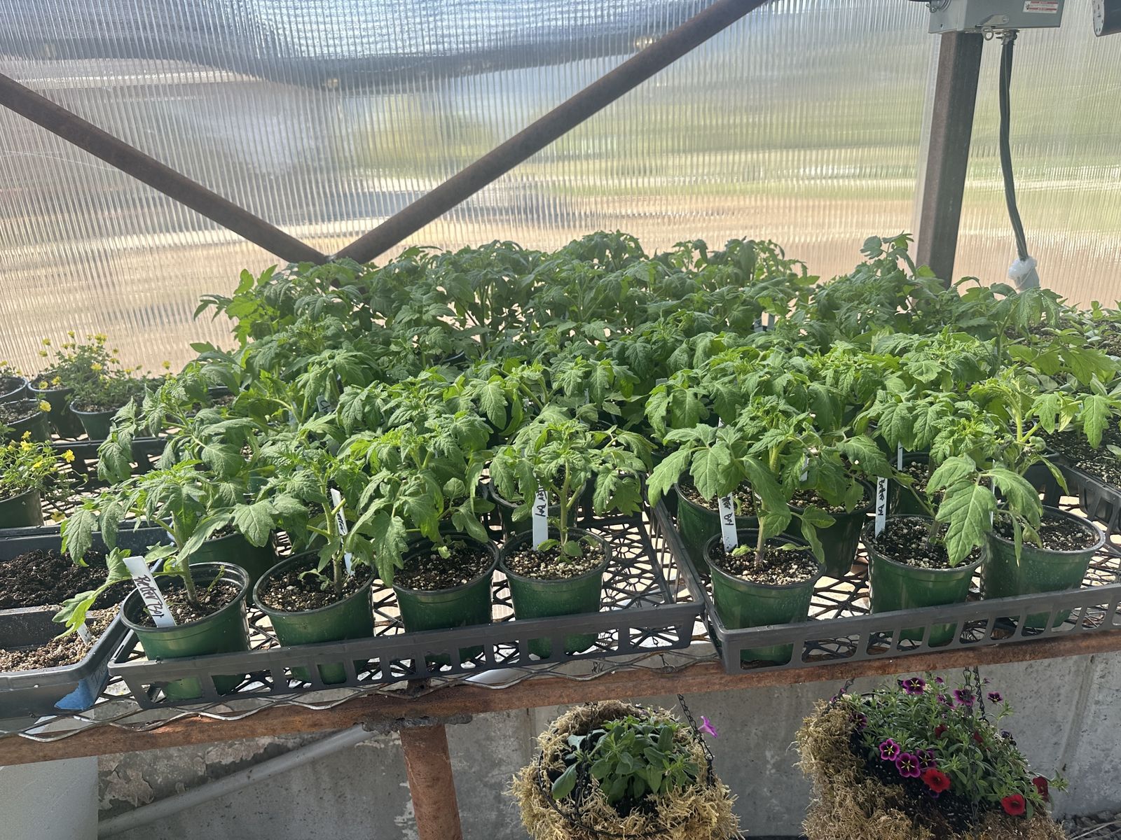 TOMATOES BETTER BOY/CHERRY