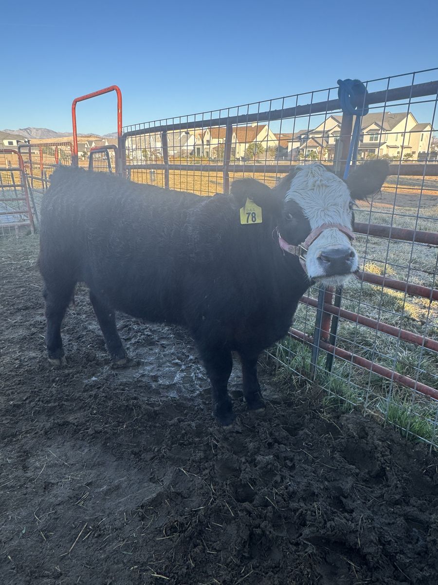 Black Angus Cross Steer