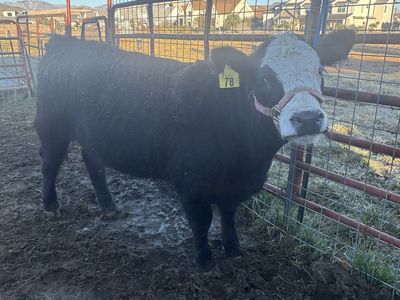 Black Angus Cross Steer