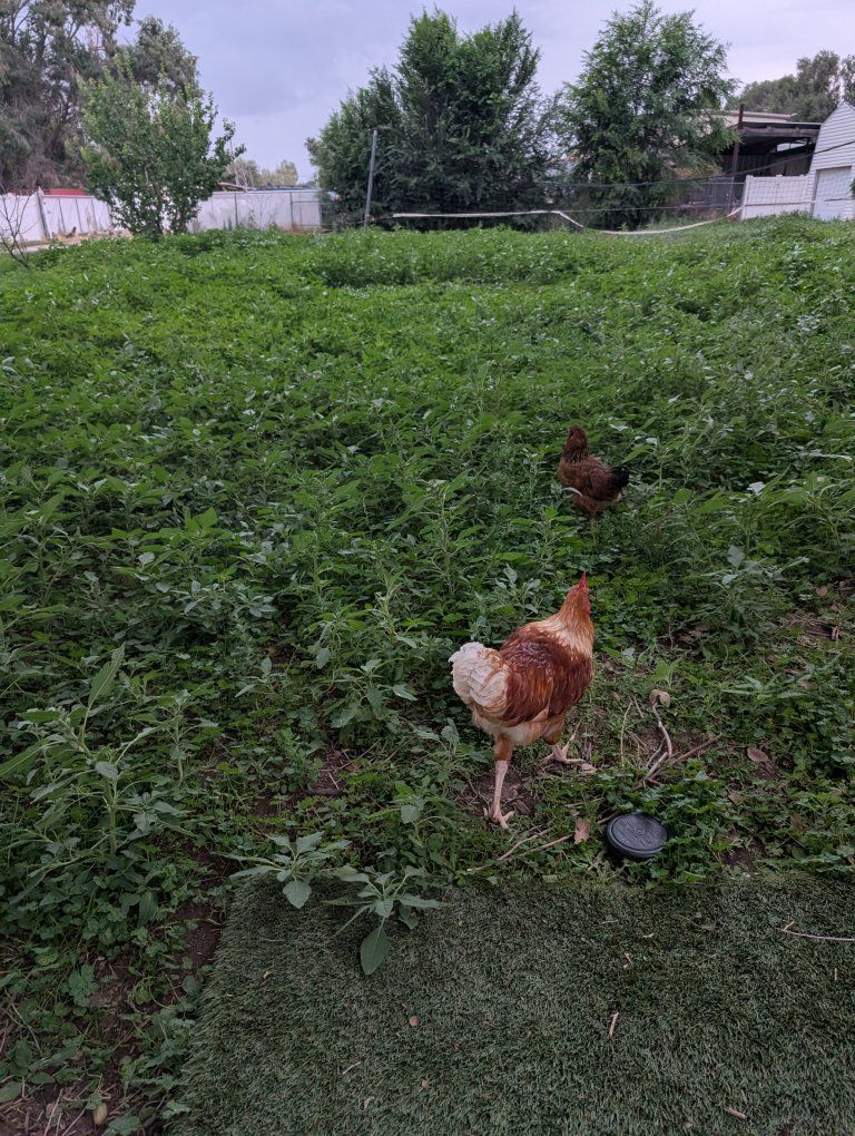 Isa Brown Rooster