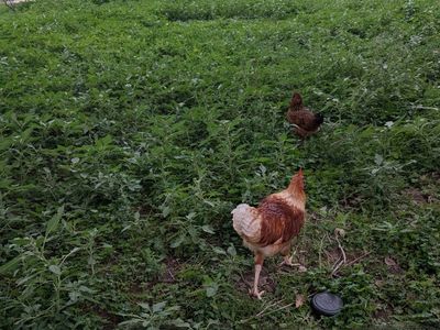 Isa Brown Rooster
