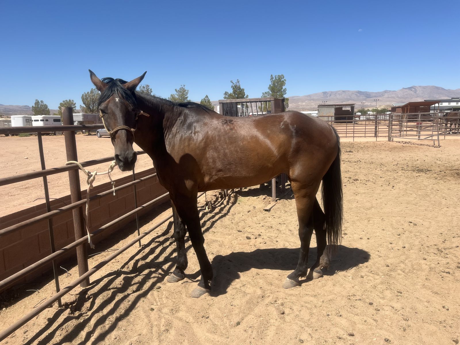 Gated walking horse