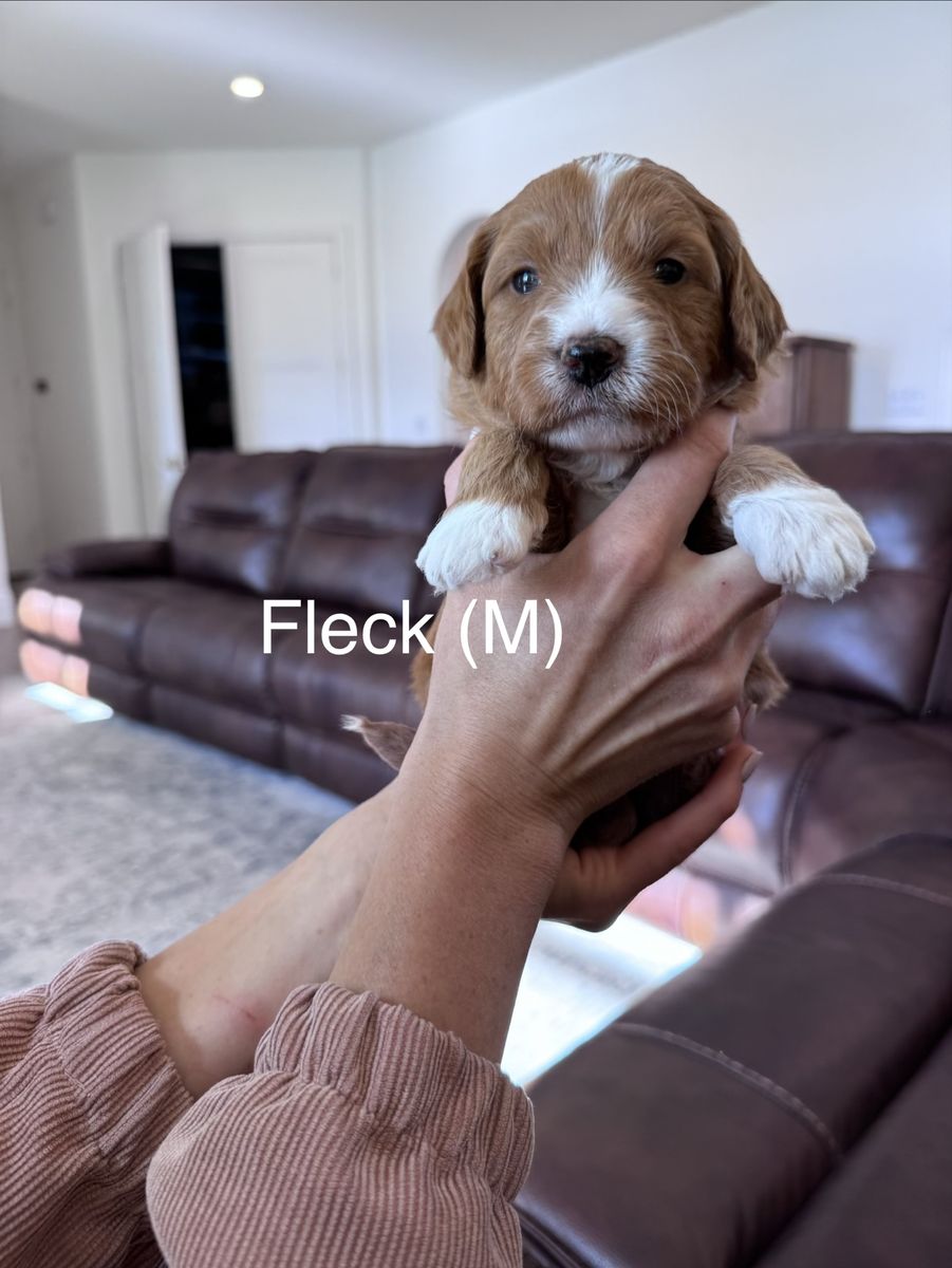 Therapy Temperament F1 Mini-Goldendoodle puppies