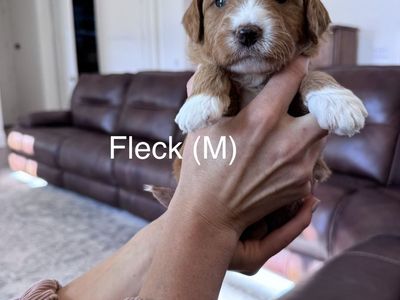 Therapy Temperament F1 Mini-Goldendoodle puppies