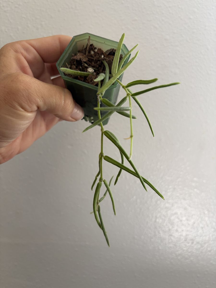 Hoya Linearis Houseplant: Live plant in small pot