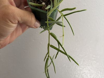 Hoya Linearis Houseplant: Live plant in small pot