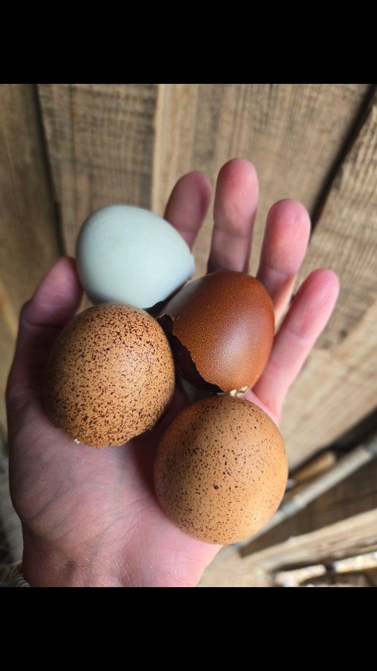 chicks