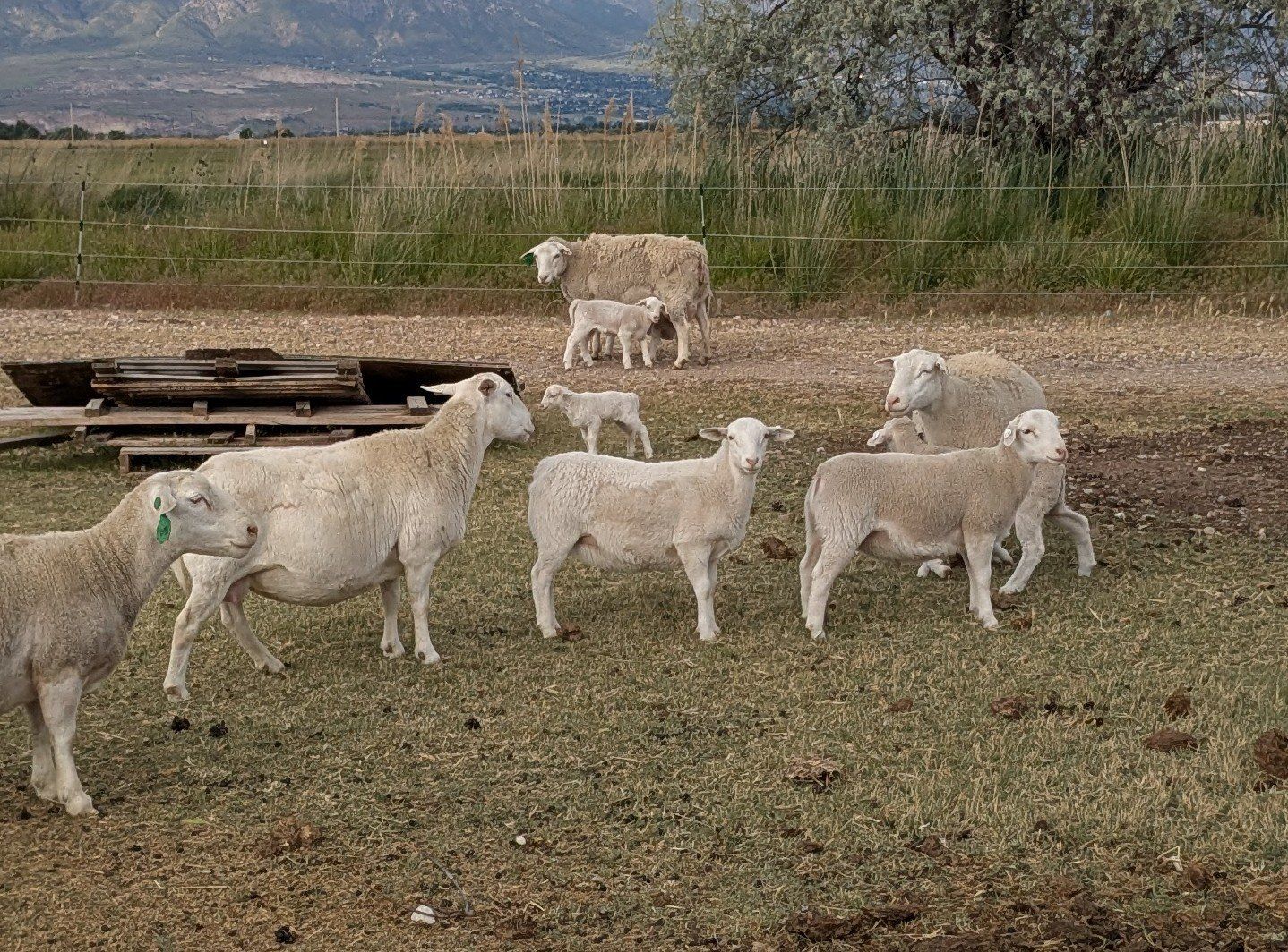 Ewes with lambs