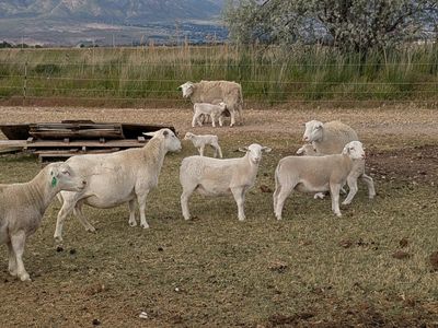 Ewes with lambs