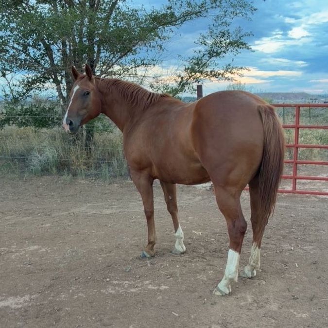 2021 AQHA Mare