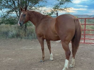 2021 AQHA Mare