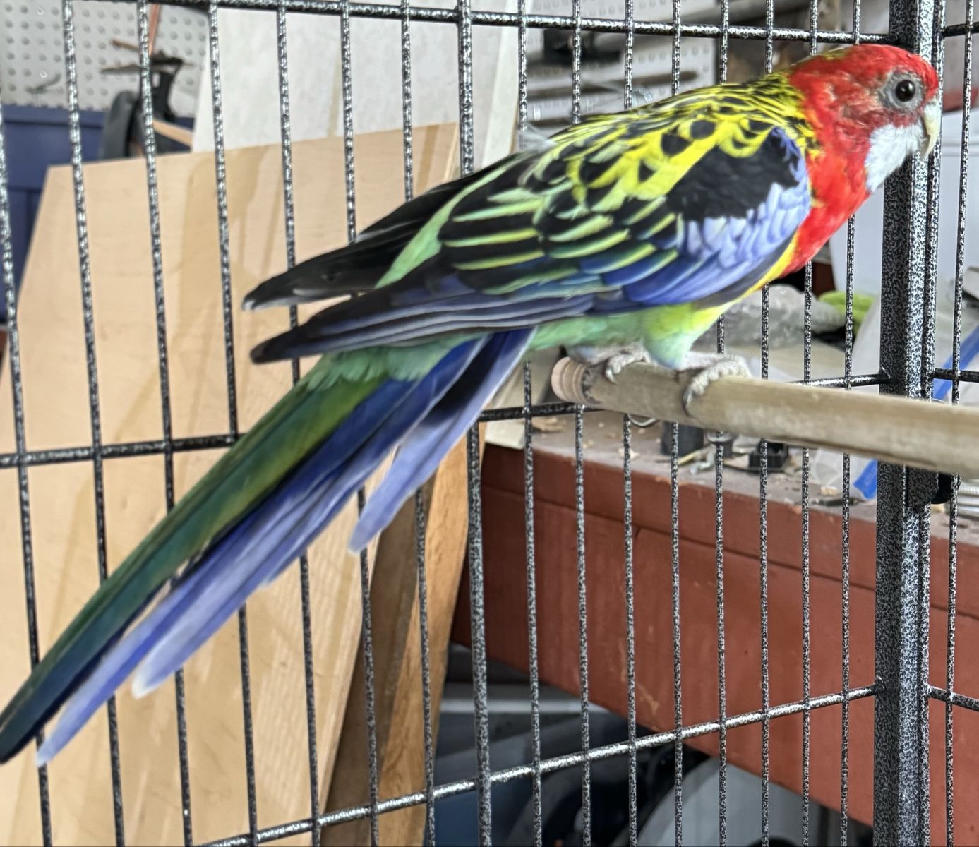 Rosella