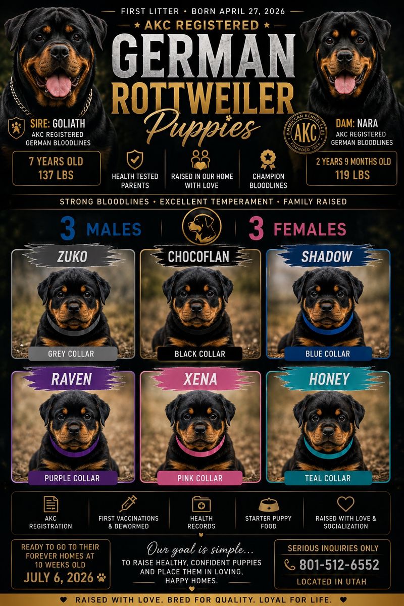 AKC Registered German Rottweiler Puppies