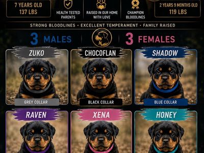 AKC Registered German Rottweiler Puppies