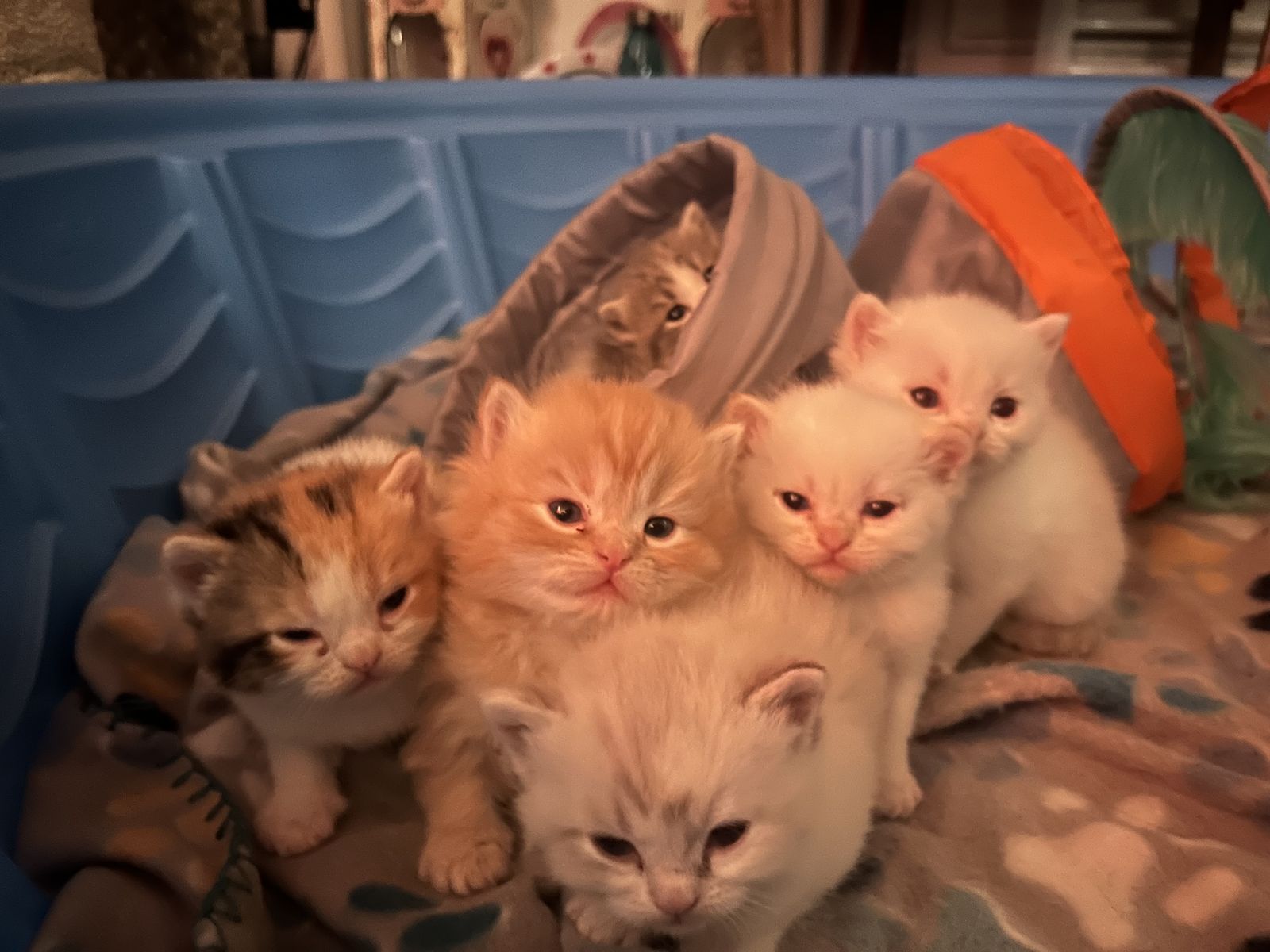 Persian/Siamese Mix Kittens - 6 Available, Various Colors, Vet-Checked & Vaccinated