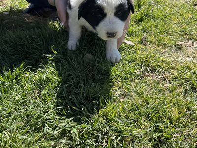 Border Collie Great Pyrenees Mix Pups