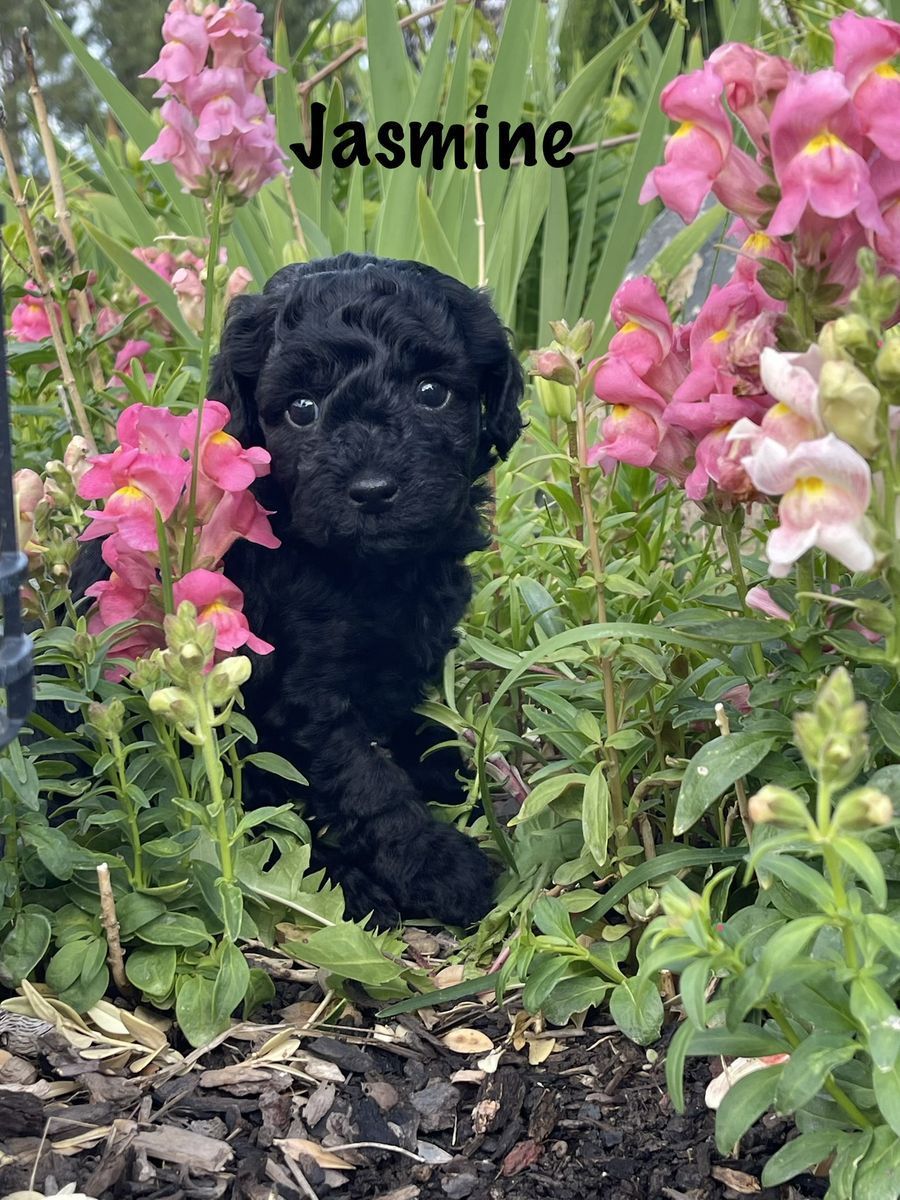 Toy Cockapoo puppies