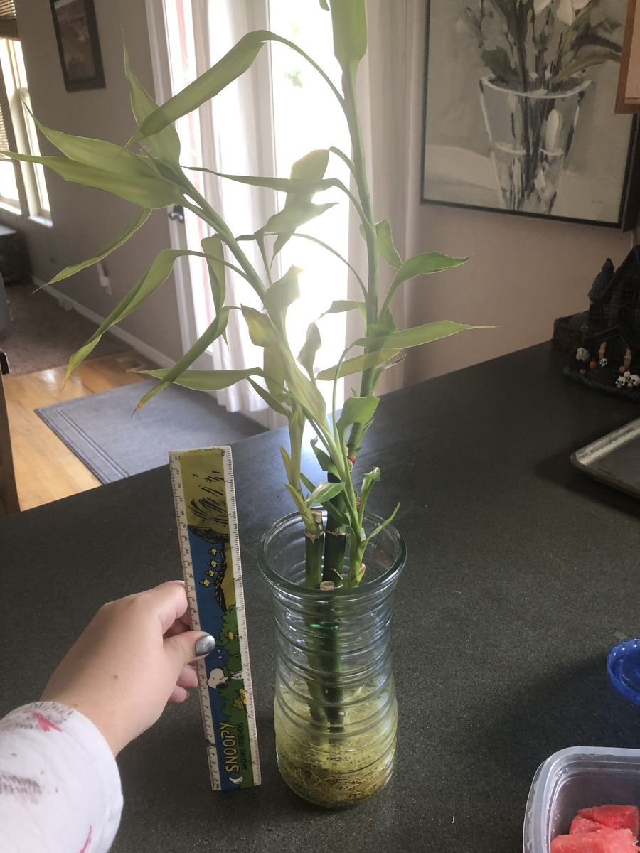 Bamboo plant