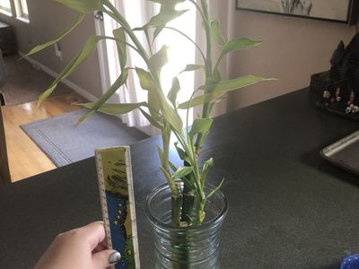 Bamboo plant