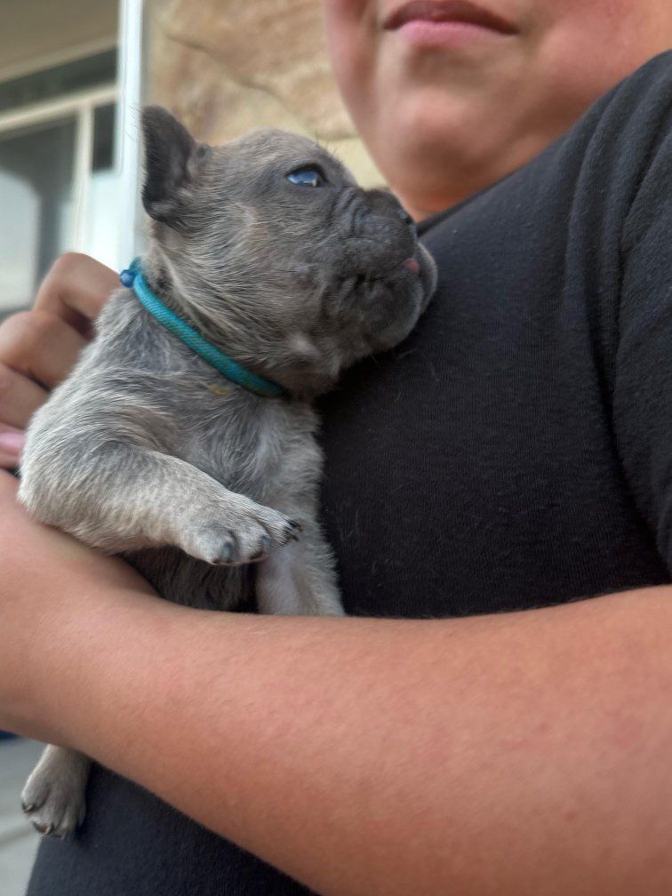 Frenchie