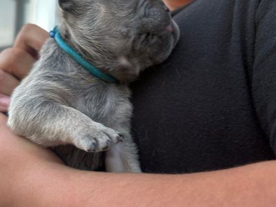 Frenchie