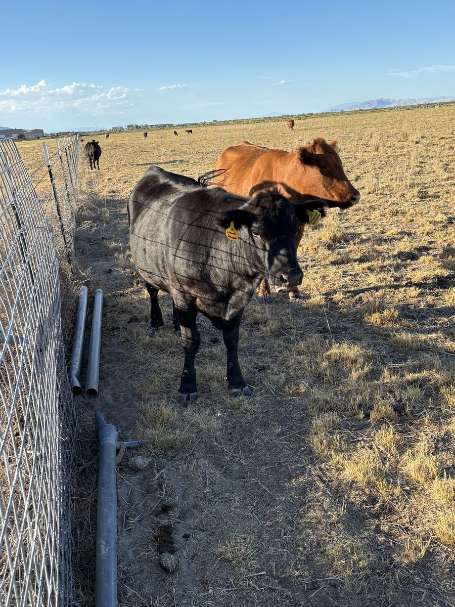 2 bred Black Angus Heifers