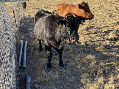 2 bred Black Angus Heifers