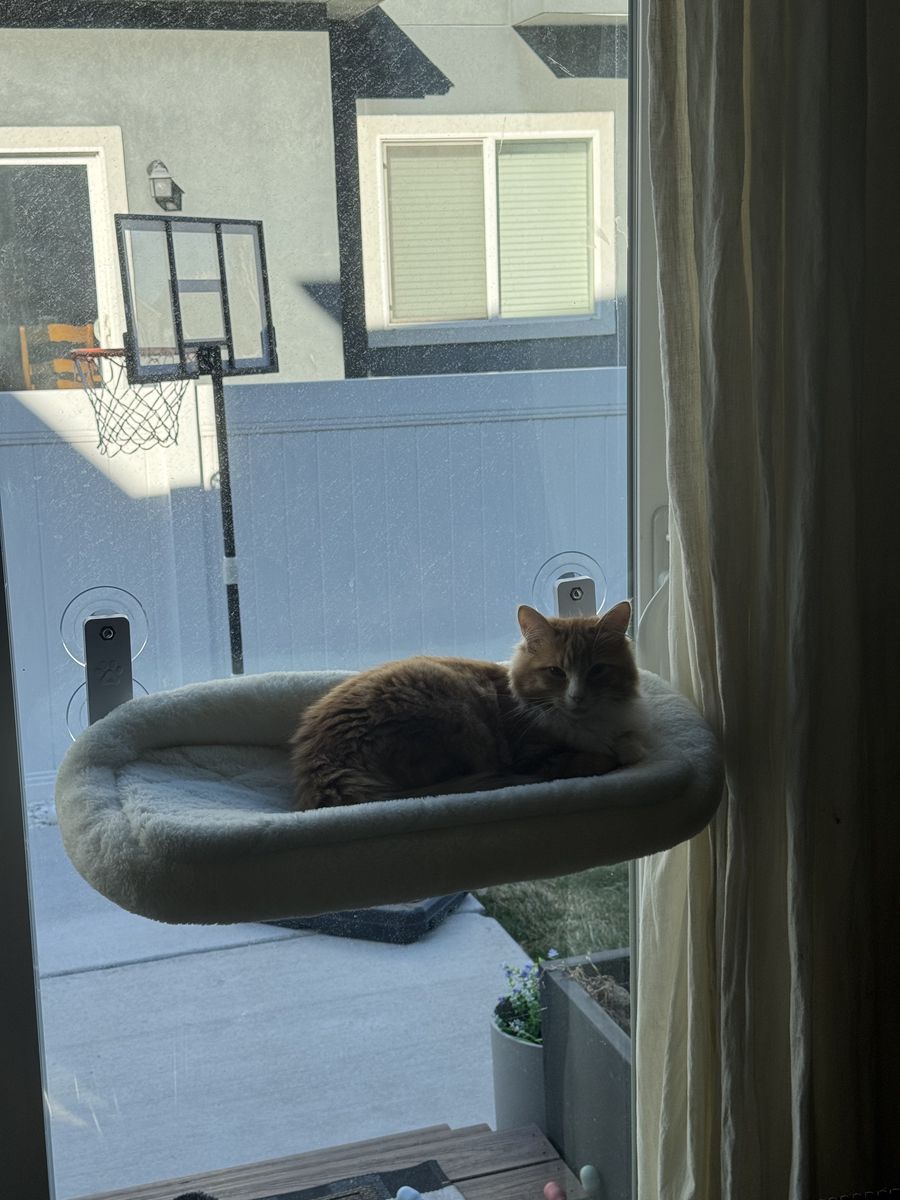 5 Month Old Siberian Kitten