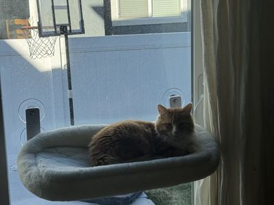 5 Month Old Siberian Kitten