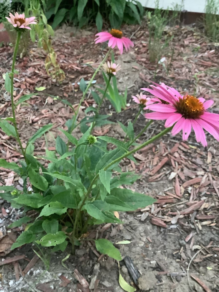 Live Pink Coneflower Plant - Echinacea Purpurea - Garden Ready