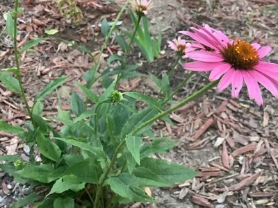 Live Pink Coneflower Plant - Echinacea Purpurea - Garden Ready