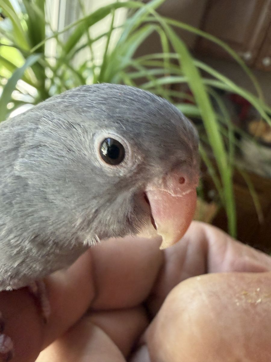 MAUVE BABY PARROTLET 