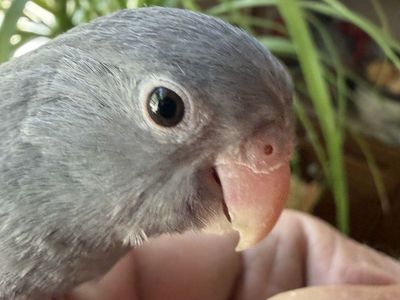 MAUVE BABY PARROTLET